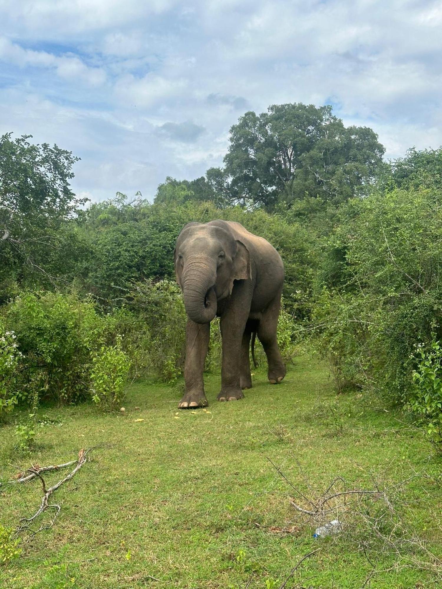 Thomasha Homestay Wellawaya Buitenkant foto
